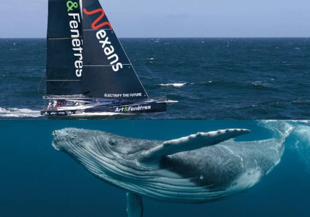Journée internationale de la baleine